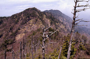 前袈裟丸山
