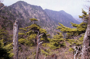 前袈裟丸山