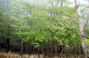 小丸山