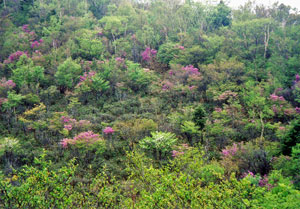 小丸山