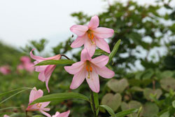 浅草岳