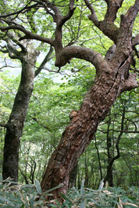 釈迦ケ岳