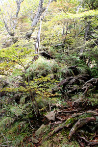 釈迦ケ岳