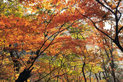 大戸岳