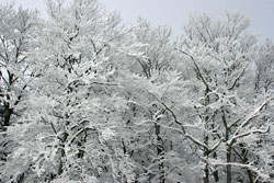 蔵王 *樹氷*