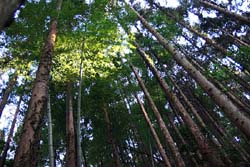 羽賀場山