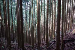 羽賀場山