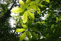 小白森山