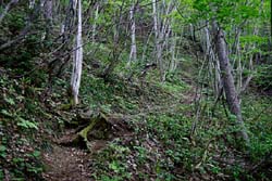 小白森山