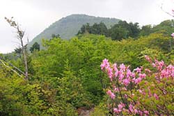 小白森山