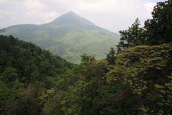 小白森山