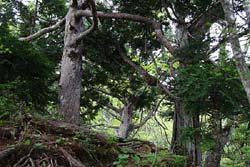 小白森山