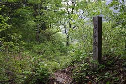 小白森山