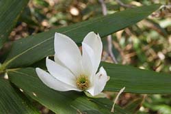 小白森山
