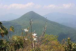 小白森山