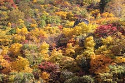 栗駒山