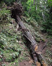 鬼怒沼山