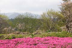 若見山