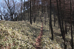 半月山