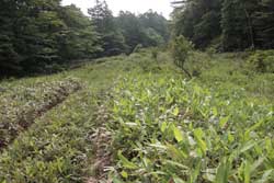 鶏頂山