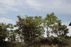 鶏頂山