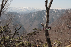 芝草山