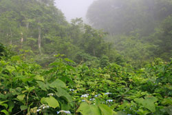 会津朝日岳