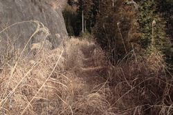 鳴蟲山