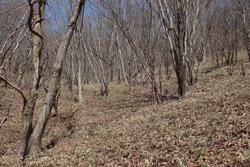 熊鷹山・丸岩岳