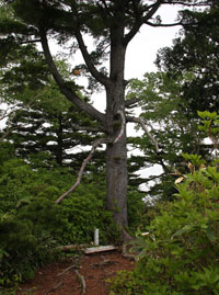 浅草岳（只見沢登山口）
