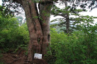 浅草岳（只見沢登山口）