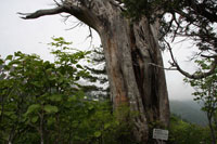 浅草岳（只見沢登山口）