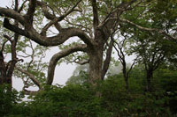 浅草岳（只見沢登山口）
