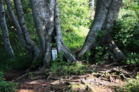 浅草岳（只見沢登山口）