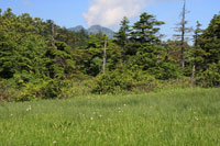 尾瀬沼（大江湿原・小渕沢田代）