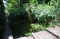 尾瀬沼（大江湿原・小渕沢田代）