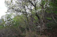 米山