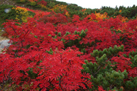 五竜岳・唐松岳