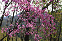 袈裟丸山