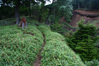 女峰山