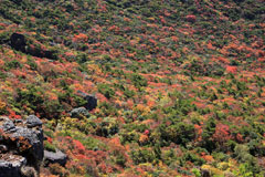 紅葉の山