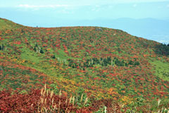 鉄山避難小屋から箕輪山中腹の紅葉を望む