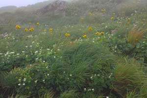 「畳石」周辺は大小の岩と植物が織りなす自然の庭園