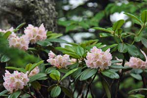 根名草山