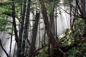 根名草山