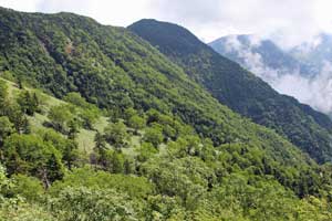 根名草山