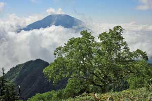 根名草山