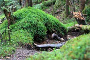 根名草山