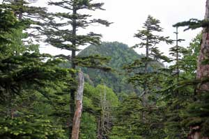 根名草山