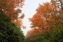 秋田駒ケ岳